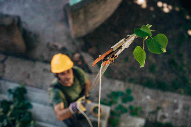 How Our Tree Care Process Works  in Deer Park, IL